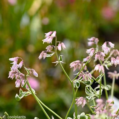 polemonium-touch-of-class