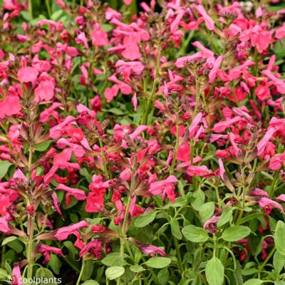 salvia-greggii-mirage-hot-pink