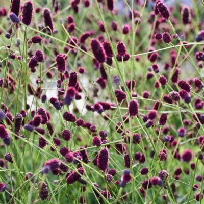 sanguisorba-plum-drops