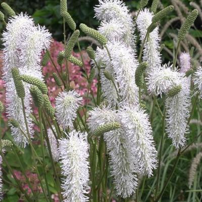 sanguisorba-white-brushes