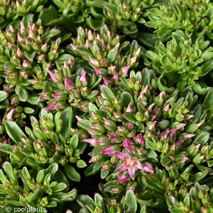 Sedum spurium 'Spot on Pink' plant