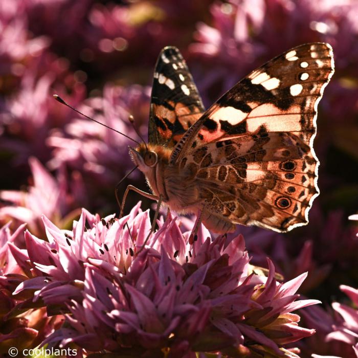 Sedum spurium 'Spot on Pink' plant