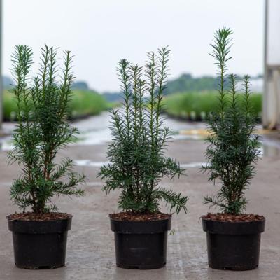 taxus-media-hicksii