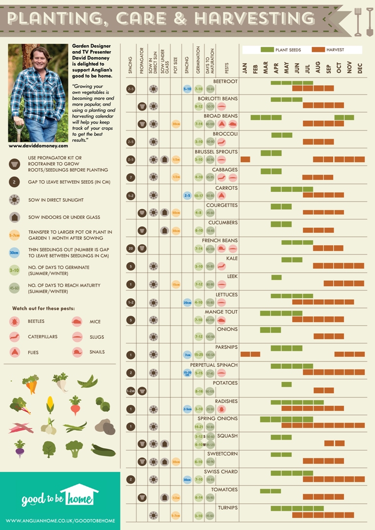 Vegetable growing cheat sheet | House & Home Ideas