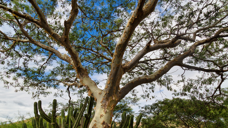 bog birch tree