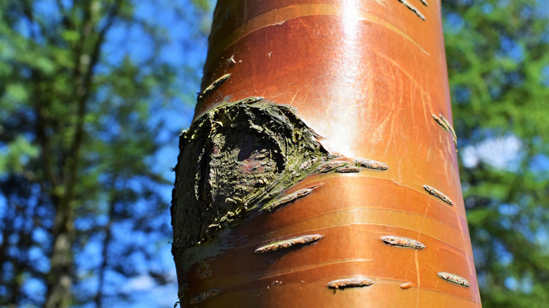 peeling bark of the Chinese red birch