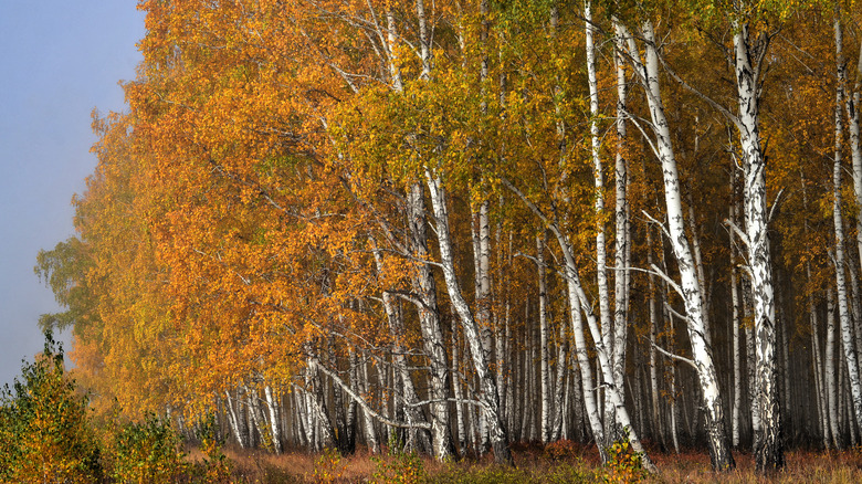 crimson frost grove in fall