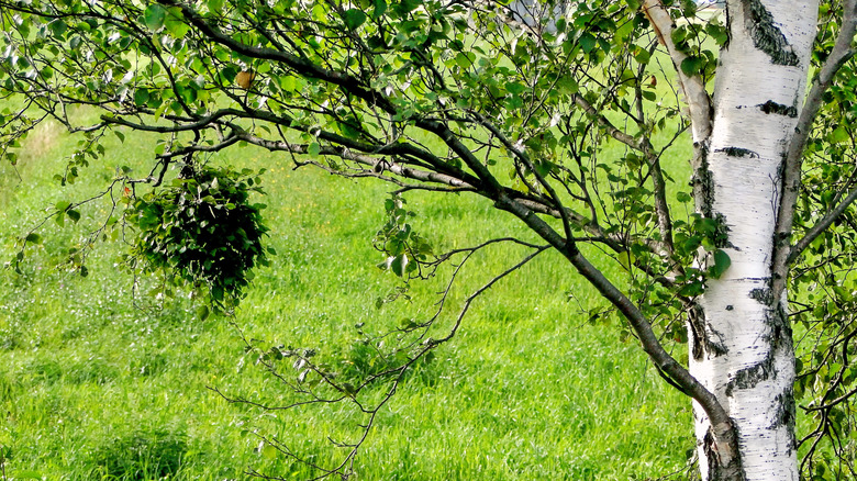 downy birch in field