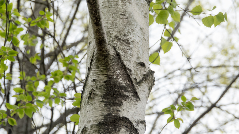 close up of gray bich tree in park 