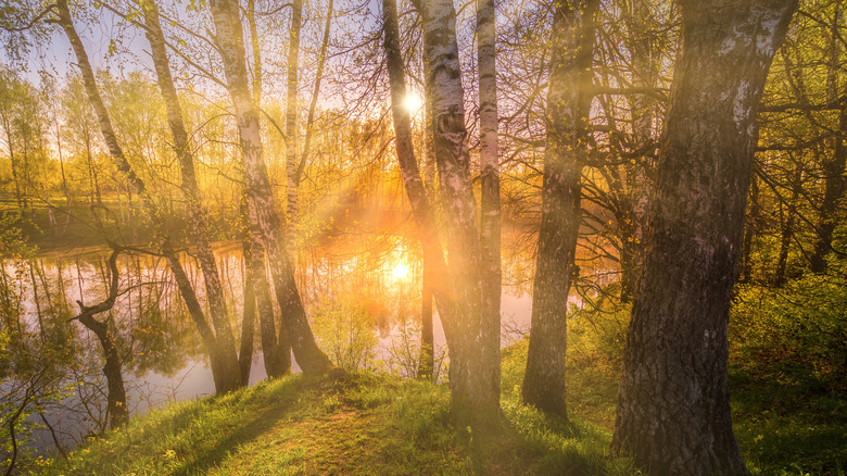 sun rays breaking through birch trees.