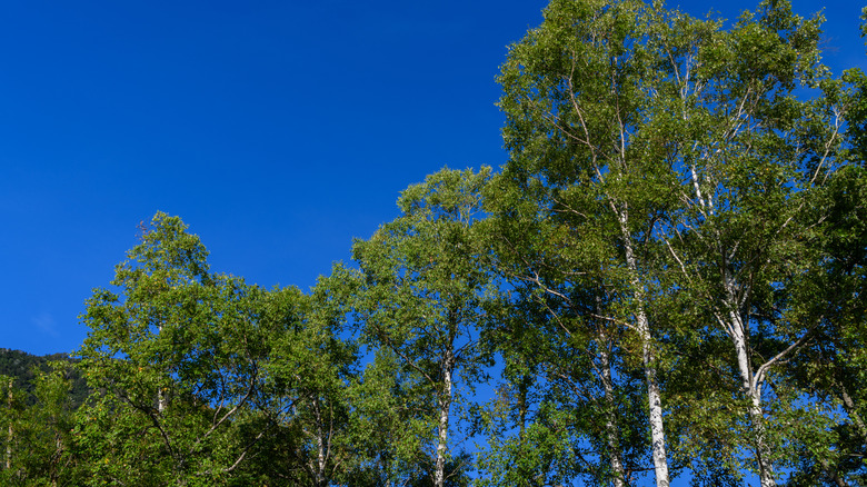 Japanese white birch trees in forest