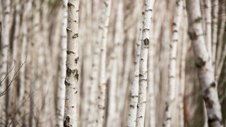 silver birch trees in a row