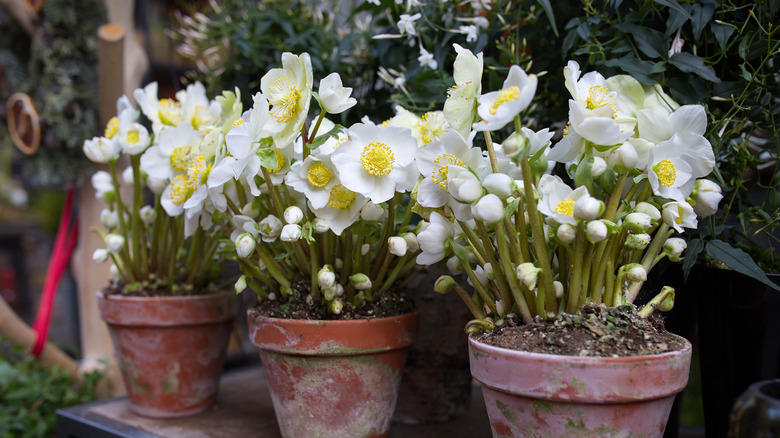 white roses in terracotta pots during winter