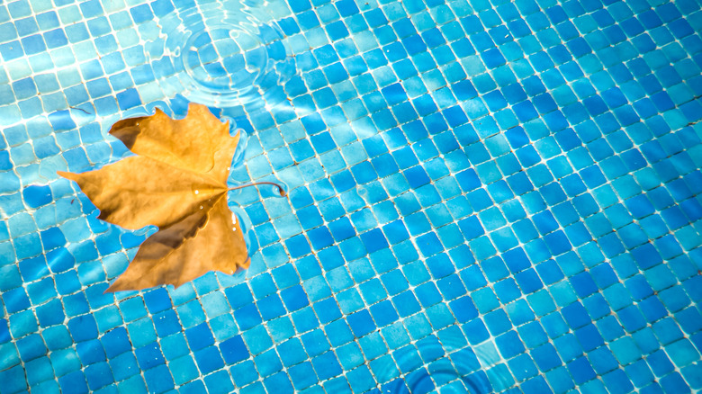 leaf floats amid pool ripples