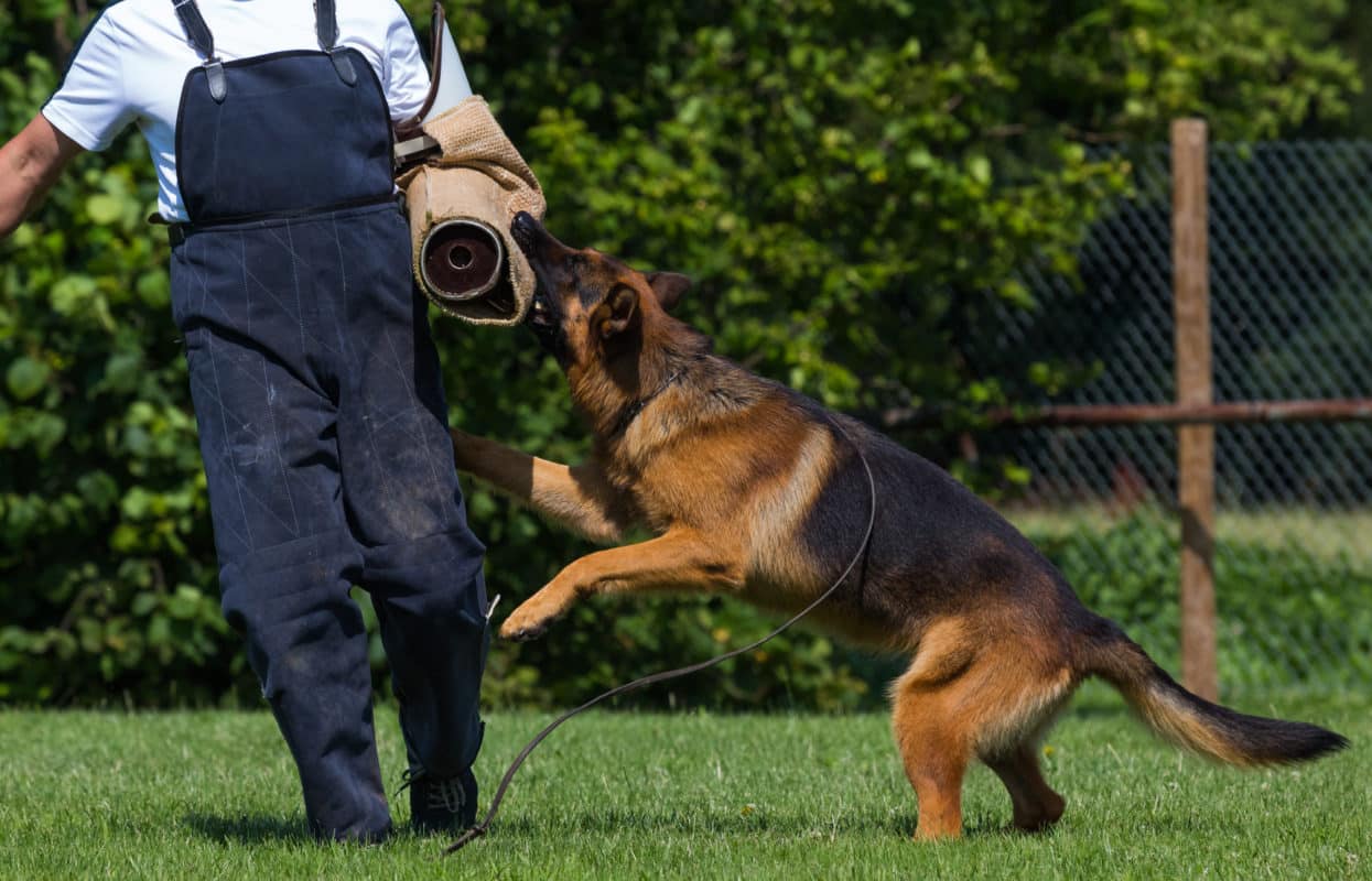 How To Become A Dog Handler In The Police - Temporaryatmosphere32