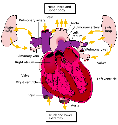 The Heart's Function