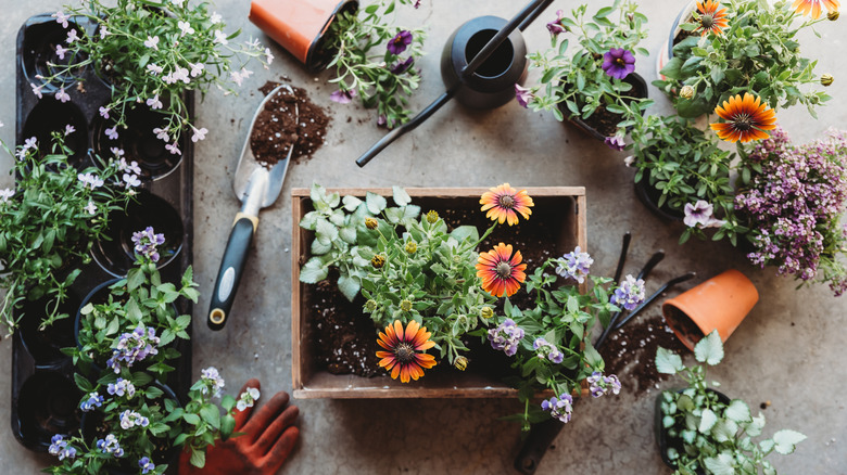 overhead view of gardening tool, pots, flowers and watering can