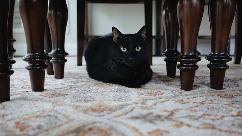 black cat on an oriental rug under dining room table