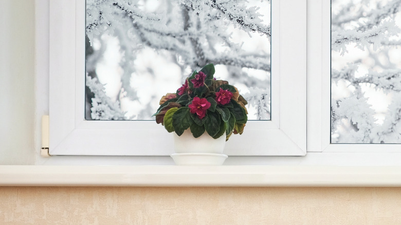 A flowering plant sits on a windowsill above a radiator, in the middle of winter.