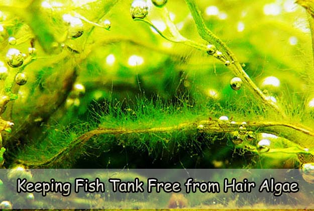 Keeping Fish Tank Free from Hair Algae