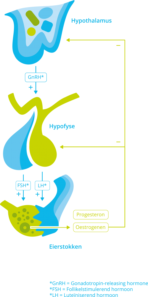 Hormoonas LH en FSH