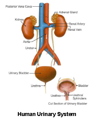 Notes Excretory System ICSE Class 10 Biology Download PDF