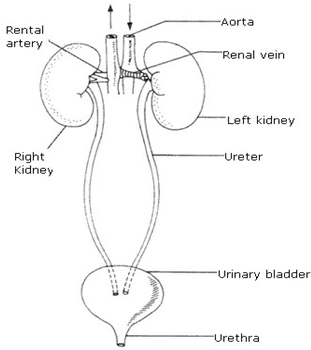 Frank ICSE Class 10 Biology Solutions Chapter 8 Excretory System