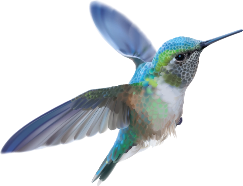 colibri