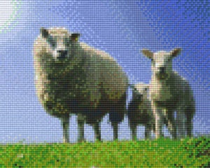 Moutons