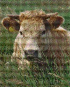 Vache