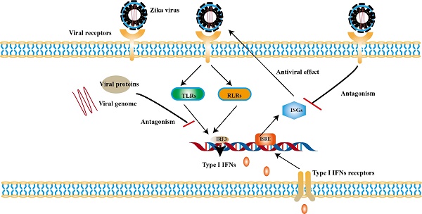 Targeting Type I Interferon Induction and Signaling: How Zika Virus ...