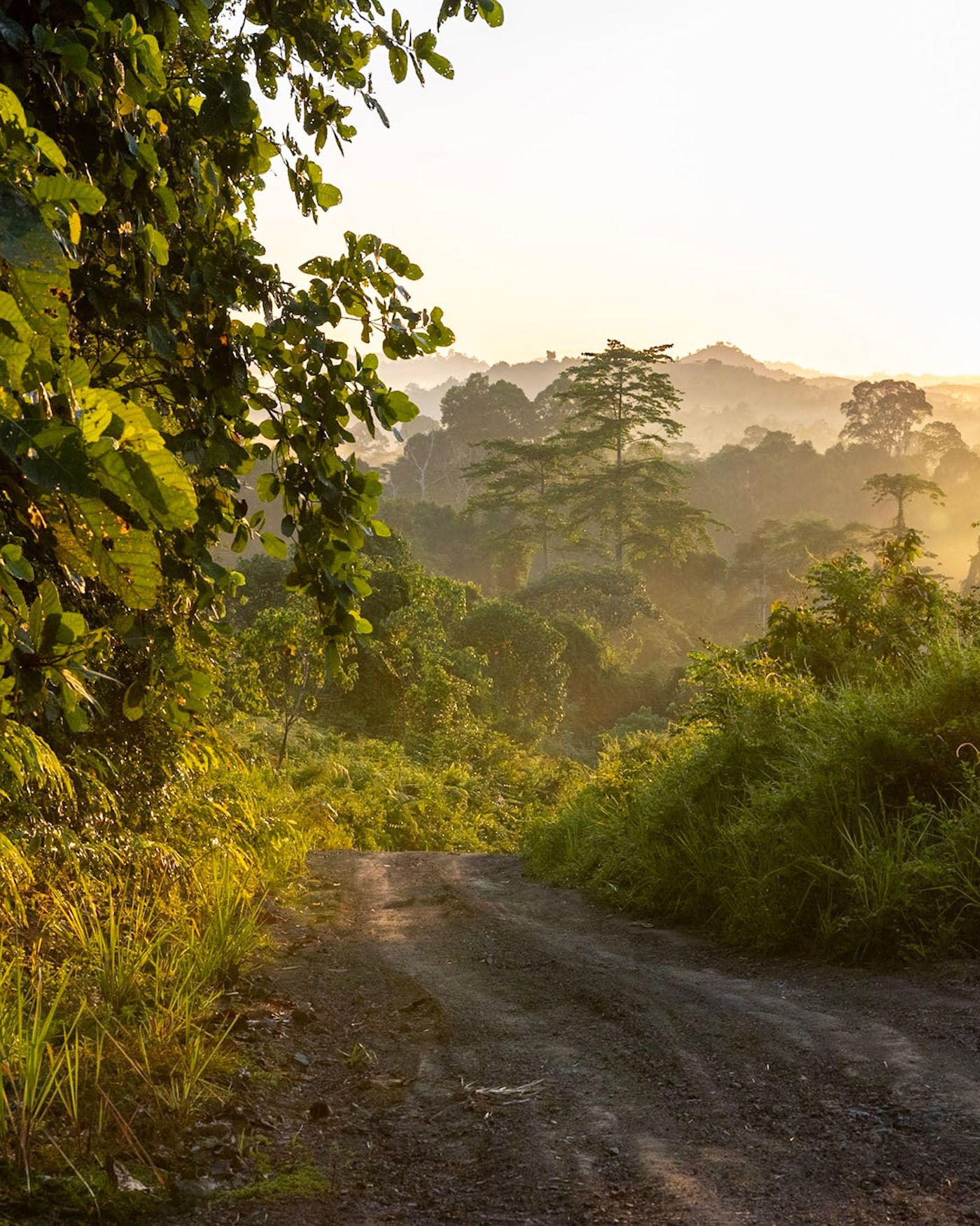 Late afternoon sunlight falls on a dirt road in lush rewilded forest in Borneo.