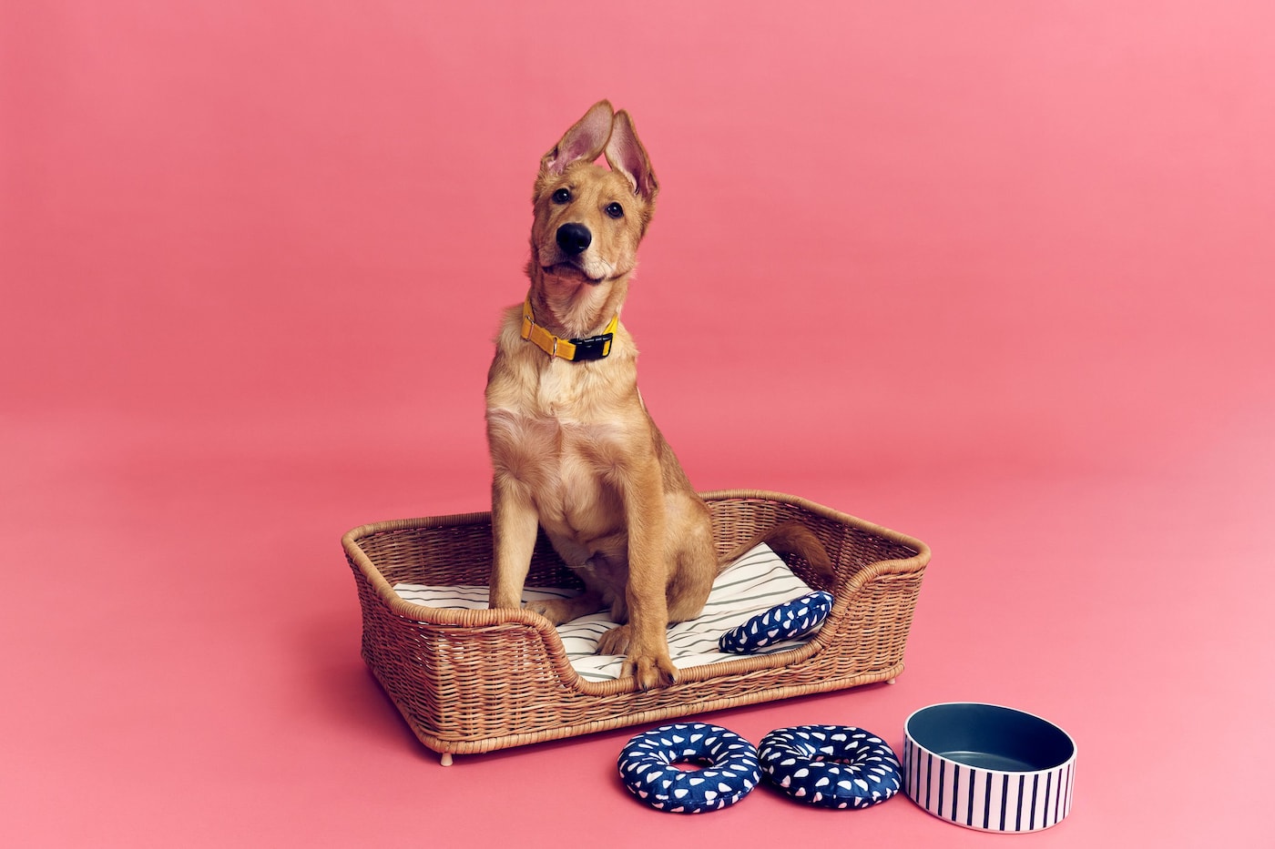 A pink environment with a dog in an UTSÅDD dog bed behind two UTSÅDD soft toys for dogs and a UTSÅDD pet bowl.