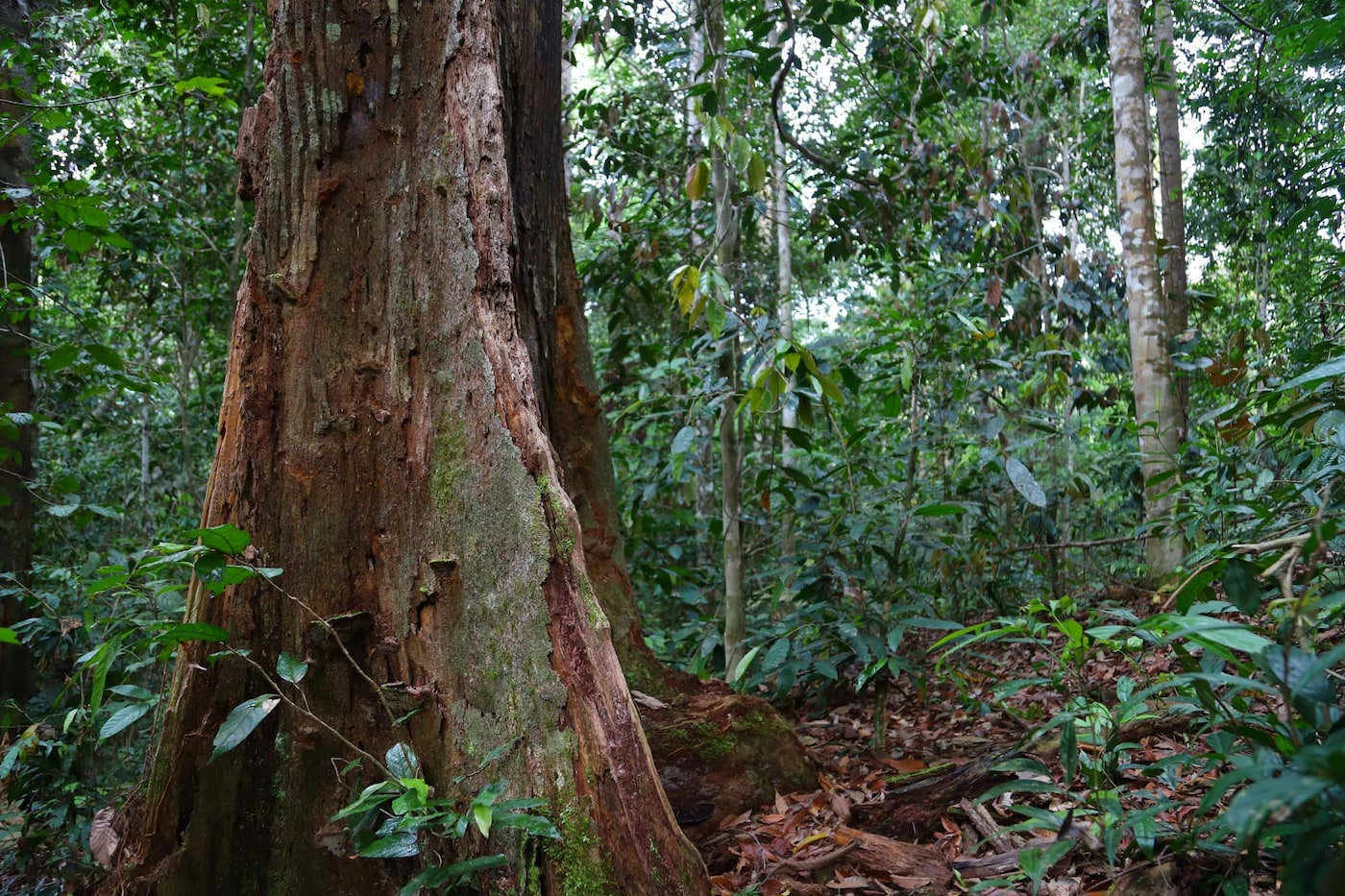 An image with a focus on the trunk of a tree, surrounded by trees in a forest.