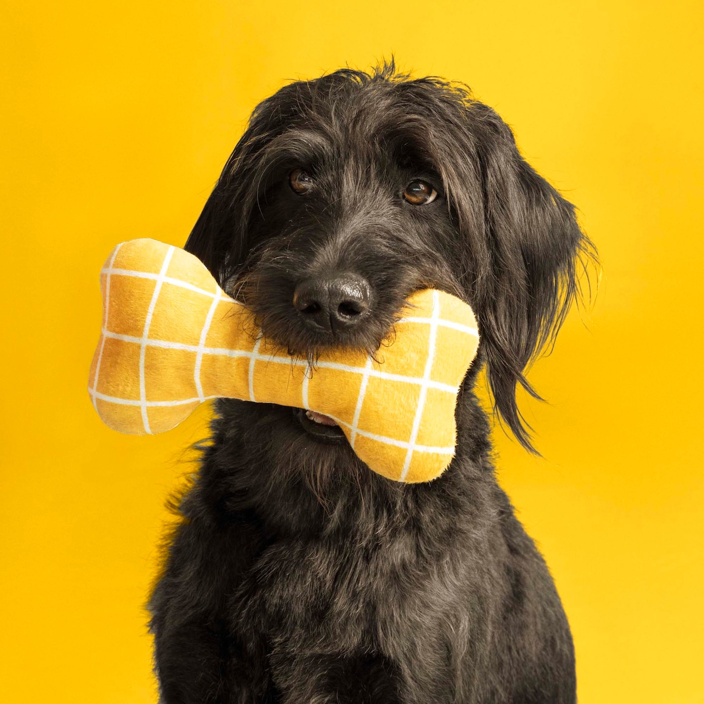 A dog holds a yellow soft toy bone in front of a yellow background.