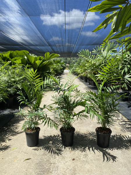 Chamaedorea elegans Parlour Palm – iLandscape