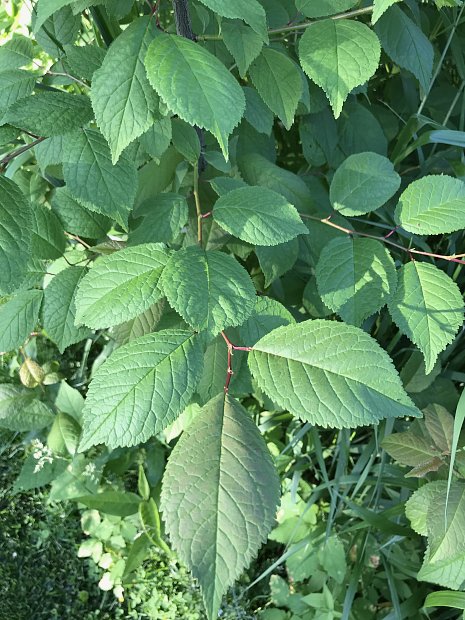 Prunus nigra (Canada Plum)