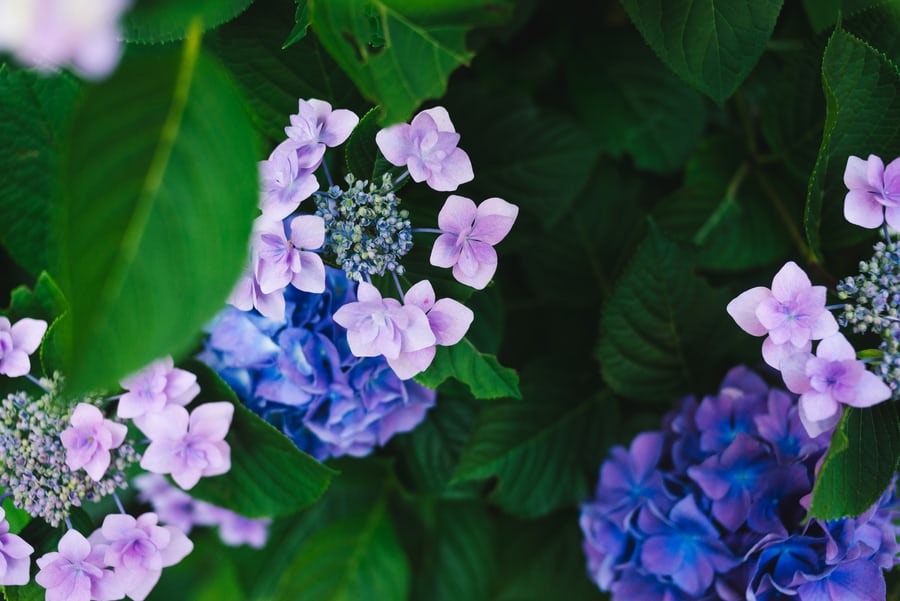 Mauve and violet coloured hydrangeas with green leaves.