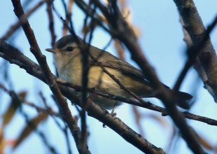 Birds Are Everywhere. Let’s Keep It That Way