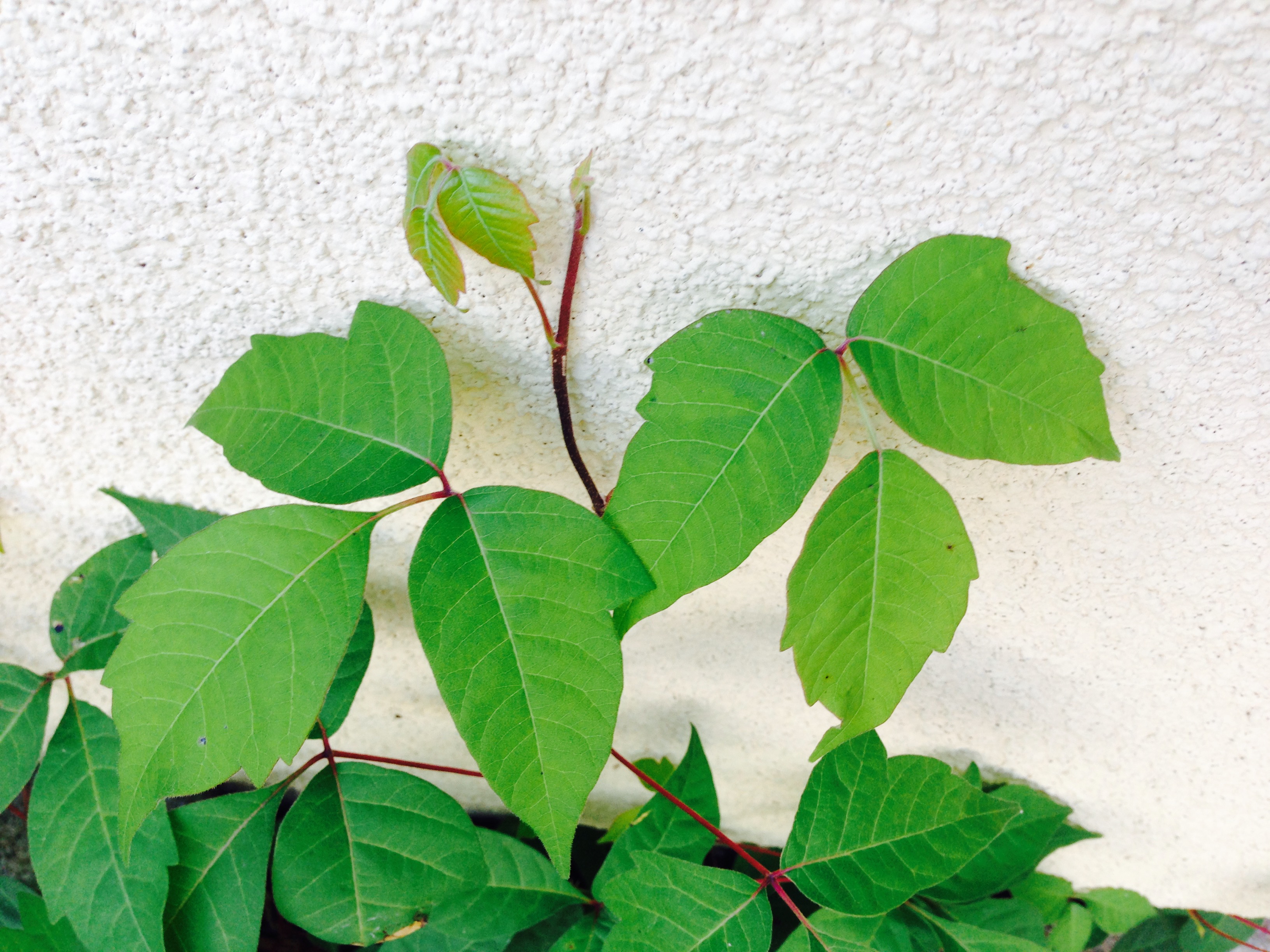 Poison Ivy Leaves