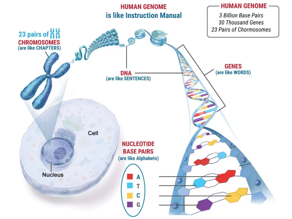 CHROMOSOME ABNORMALITIES & GENETIC COUNS | investigacion.utmachala.edu.ec