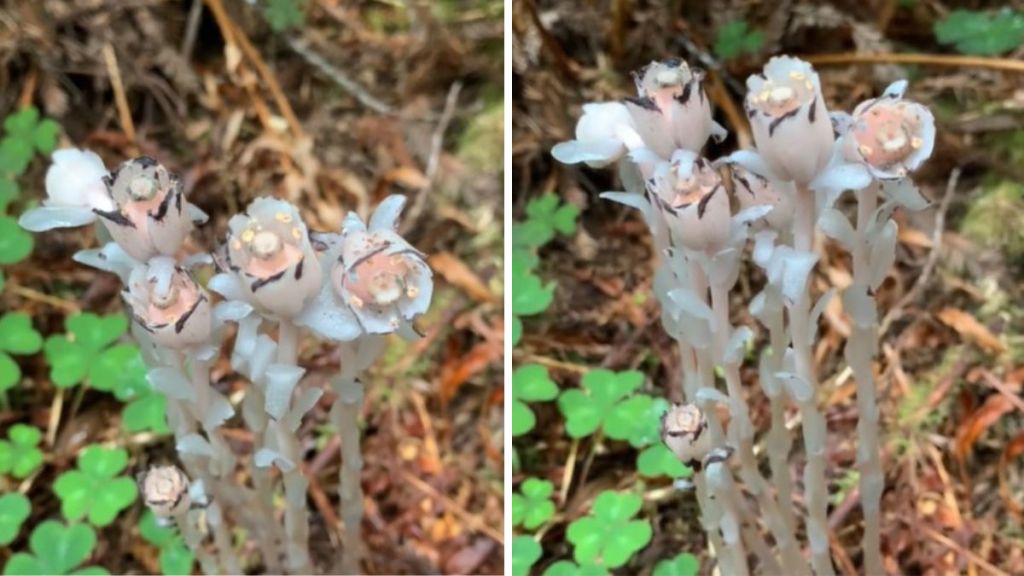 Images show a patch of wildflowers (ghost flowers) growing in a redwood forest.