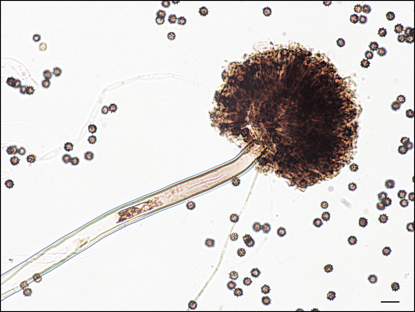 Aspergillus Niger