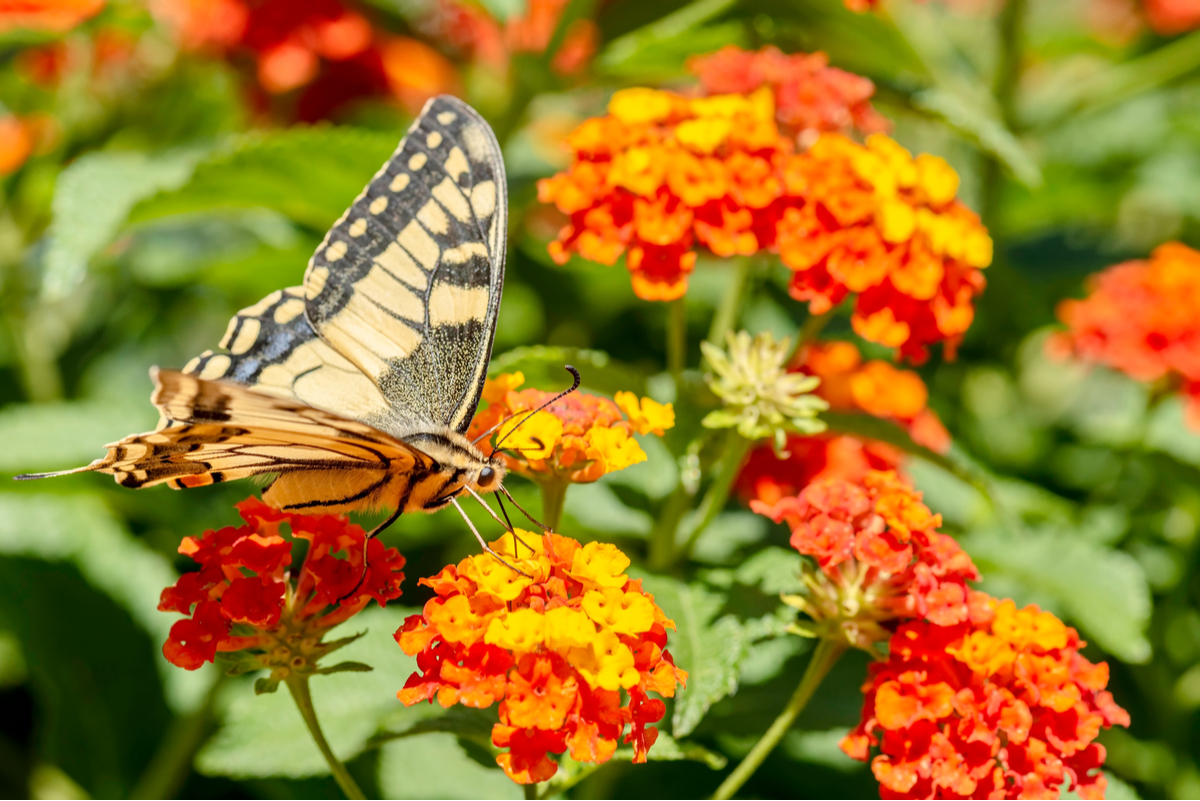 Butterfly and Bee Garden Flower Bed