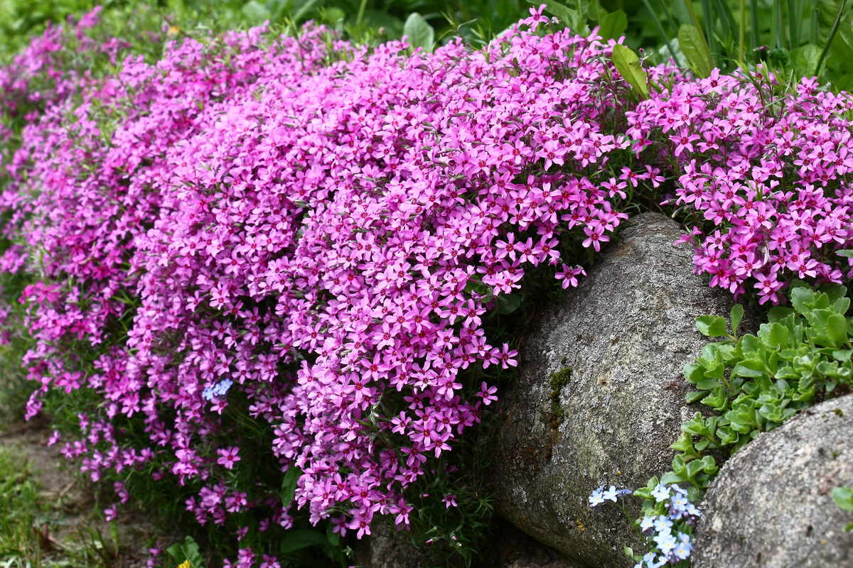 Rock Garden