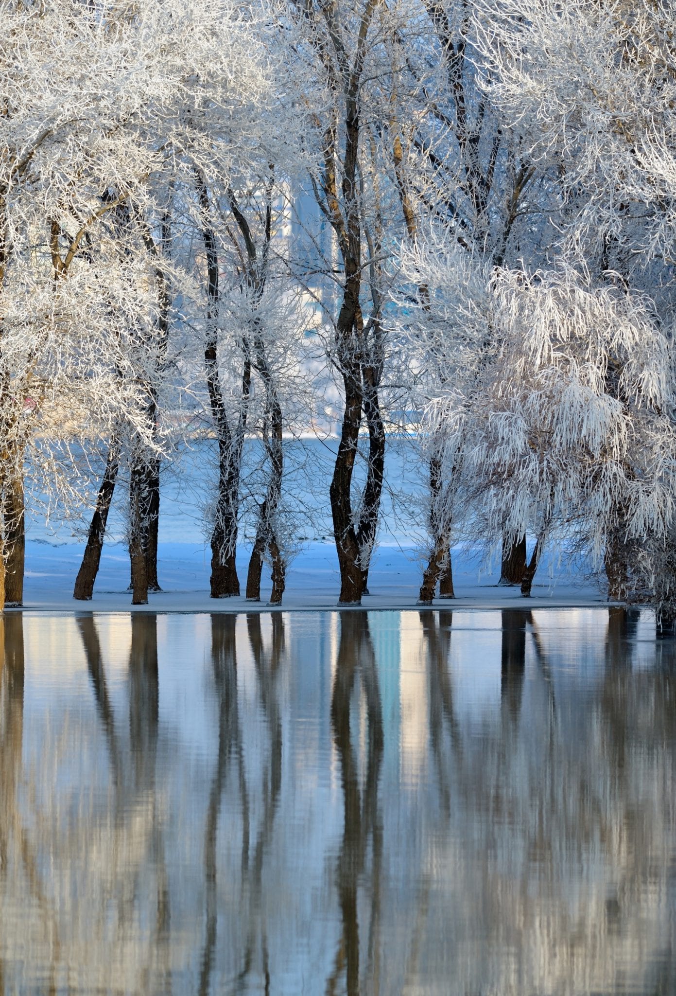 winter tree refelctions