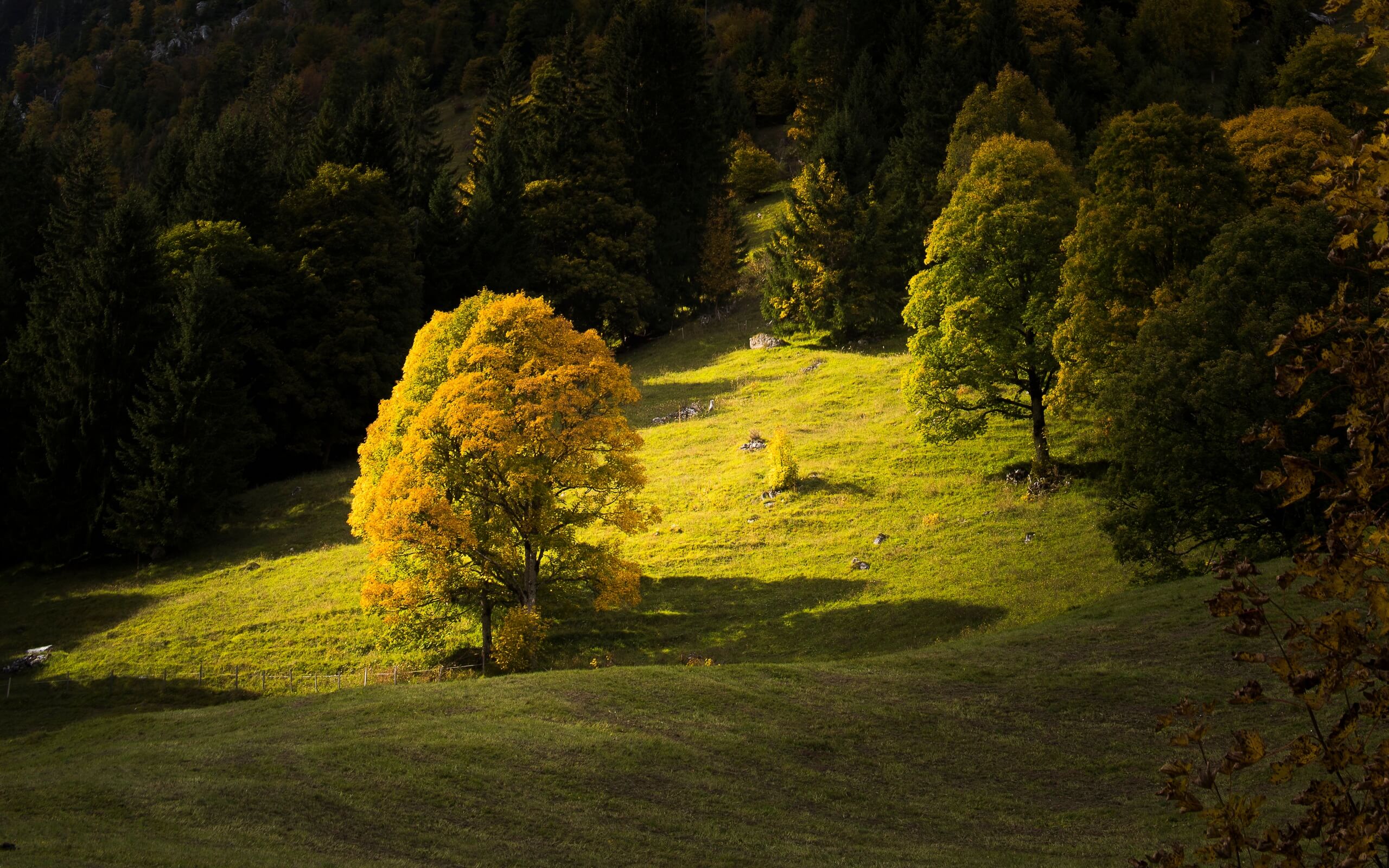 Bergahorn erleuchtet in Herbstfarben im goldenen Sonnenlicht im Naturpark Diemtigtal