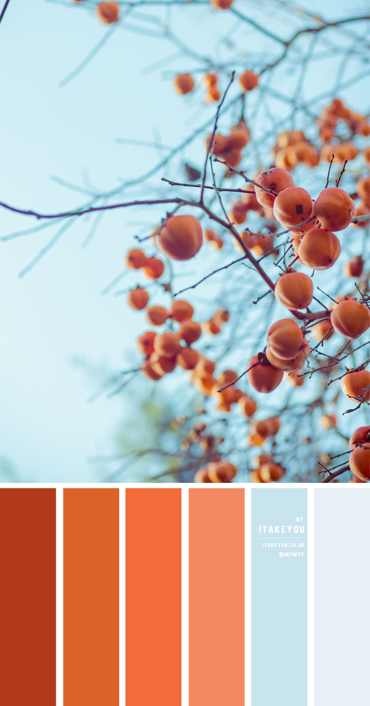 Shades Of Orange And Blue Colour Combo Burnt Orange Colour Palette