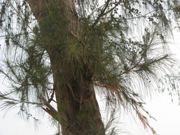 Deodar Tree