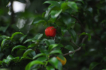 Surinam Cherry Tree